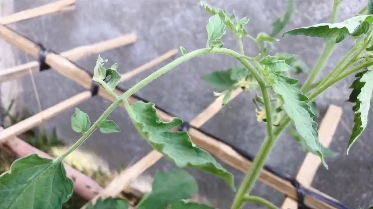 Feeding tomatoes with boric acid 