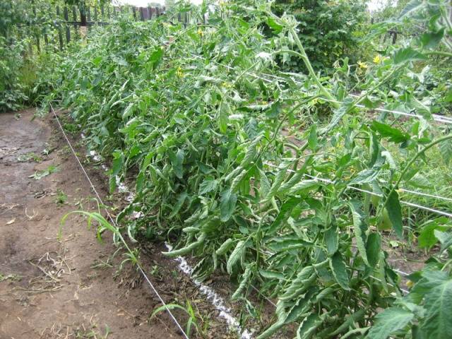 Feeding tomatoes with chicken manure