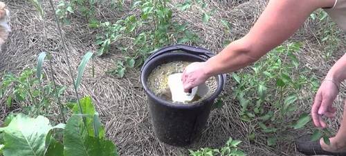 Feeding tomatoes with chicken manure