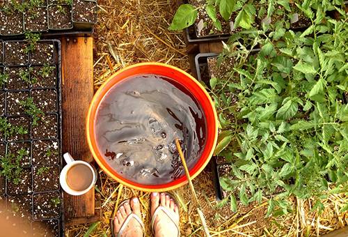 Feeding tomatoes with chicken manure