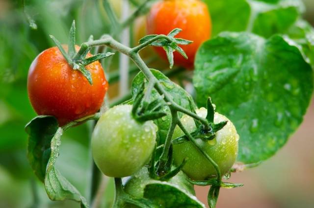 Feeding tomatoes with chicken manure