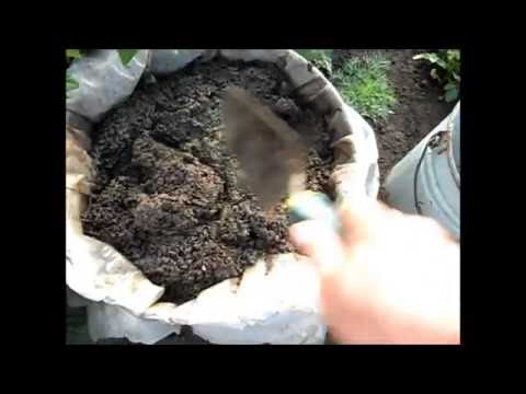 Feeding tomatoes with chicken manure