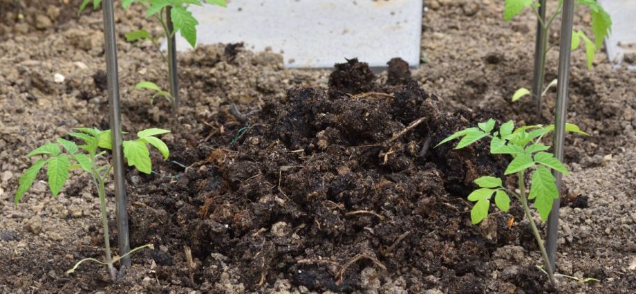 Feeding tomatoes with chicken manure