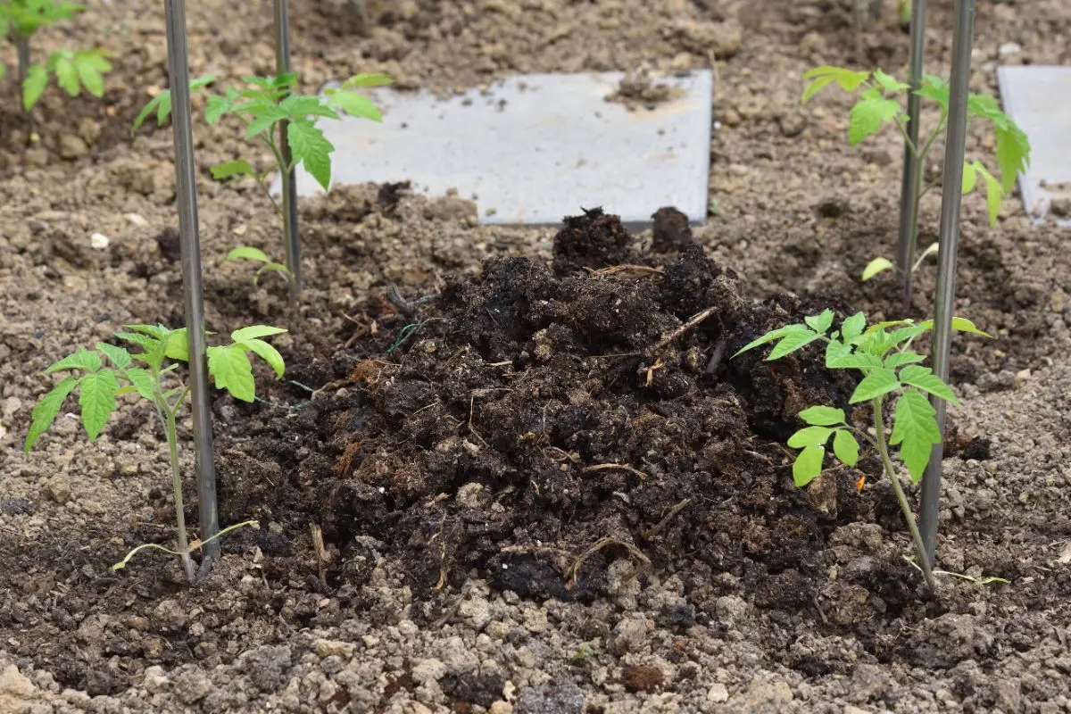 Feeding tomatoes with chicken manure