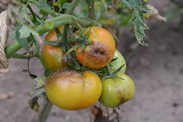 Feeding tomatoes with milk 