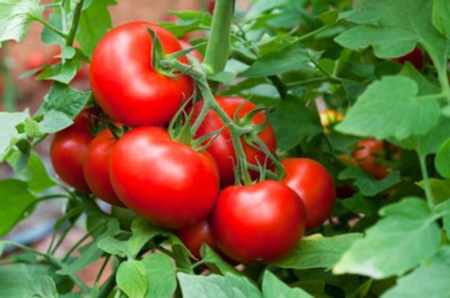 Feeding tomatoes with milk 