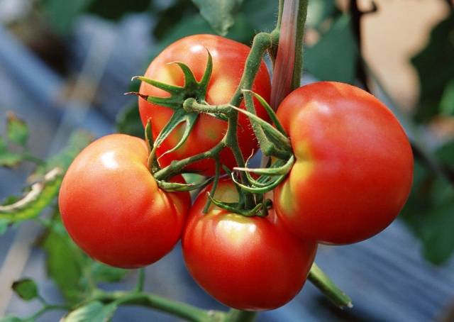 Feeding tomatoes with milk 