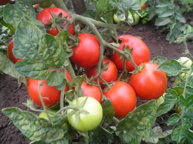 Feeding tomatoes with milk 