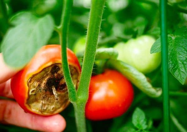 Feeding tomatoes with milk 