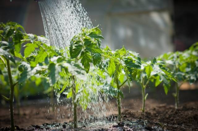 Feeding tomatoes with milk 