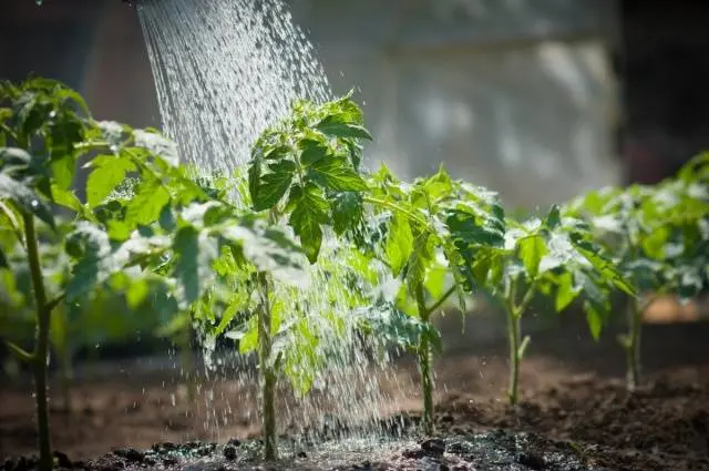 Feeding tomatoes with milk 