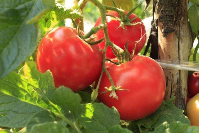 Feeding tomatoes with milk 