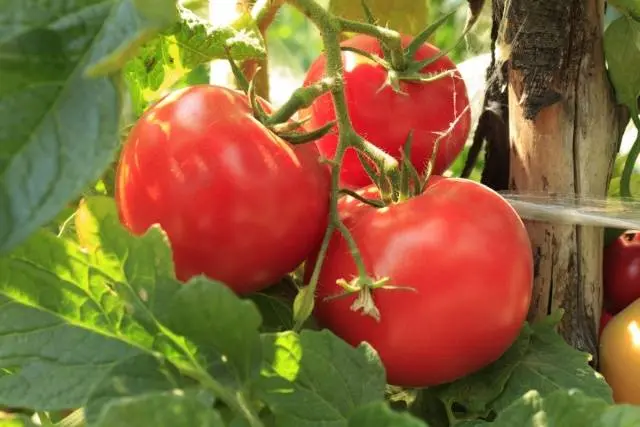 Feeding tomatoes with milk 