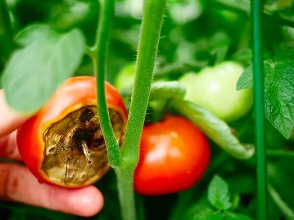 Feeding tomatoes with milk 