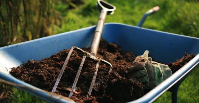 Feeding tomatoes with rabbit, horse manure 