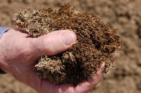 Feeding tomatoes with rabbit, horse manure 