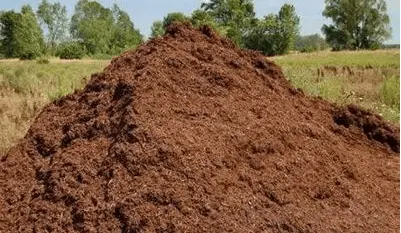 Feeding tomatoes with rabbit, horse manure 