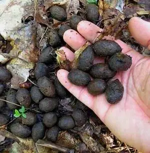 Feeding tomatoes with rabbit, horse manure 