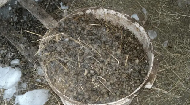 Feeding tomatoes with rabbit, horse manure 