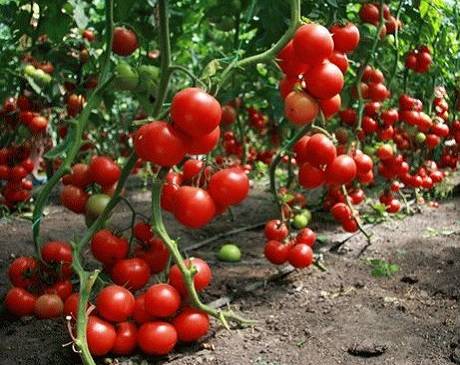 Feeding tomatoes with rabbit, horse manure 