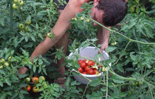 Feeding tomatoes with rabbit, horse manure 