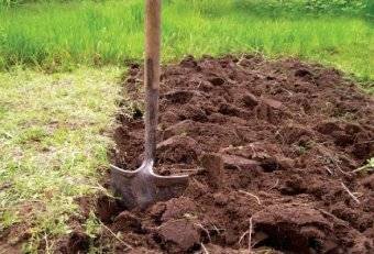 Feeding tomatoes with rabbit, horse manure 