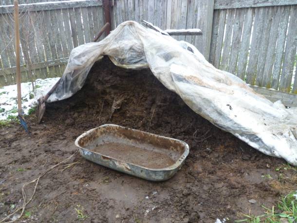 Feeding tomatoes with rabbit, horse manure 