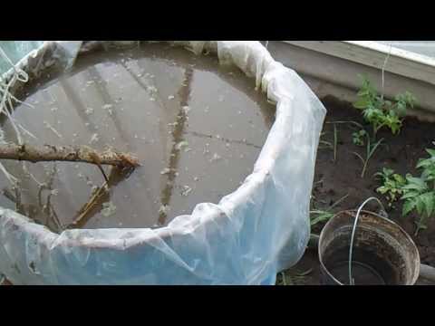 Feeding tomatoes with rabbit, horse manure 