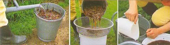 Feeding tomatoes with rabbit, horse manure 