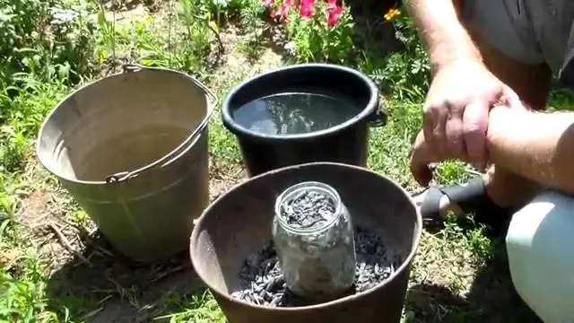 Feeding tomatoes with rabbit, horse manure 