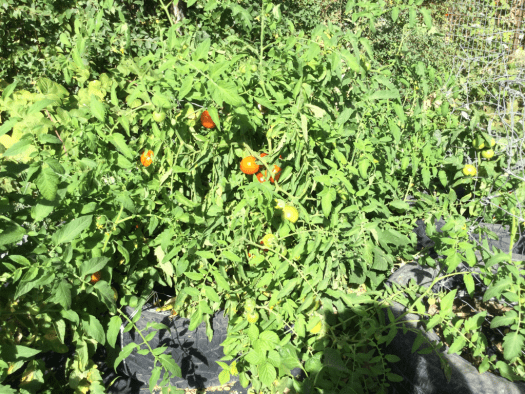 Feeding tomatoes with rabbit, horse manure 