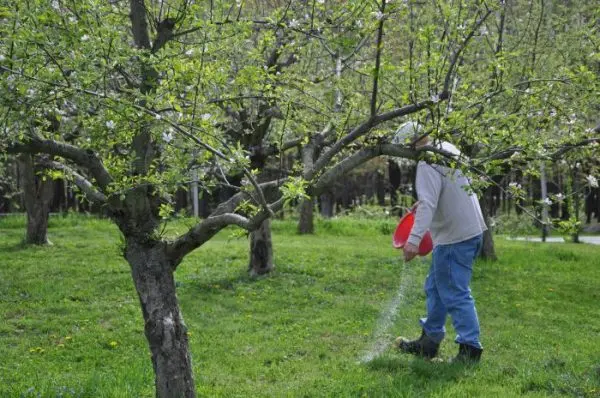 Feeding trees: how, when and with what fertilizer to perform