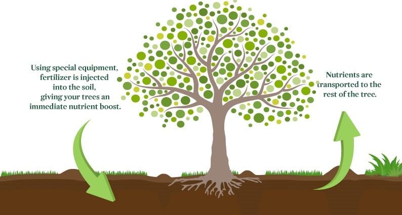 Feeding trees: how, when and with what fertilizer to perform