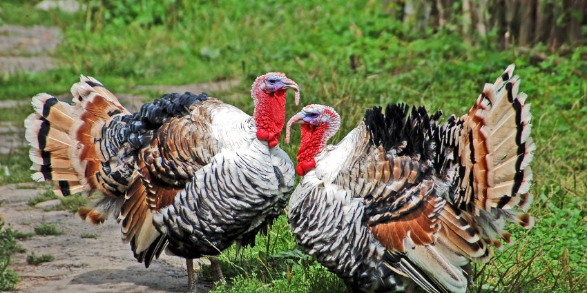 Feeding turkeys at home 