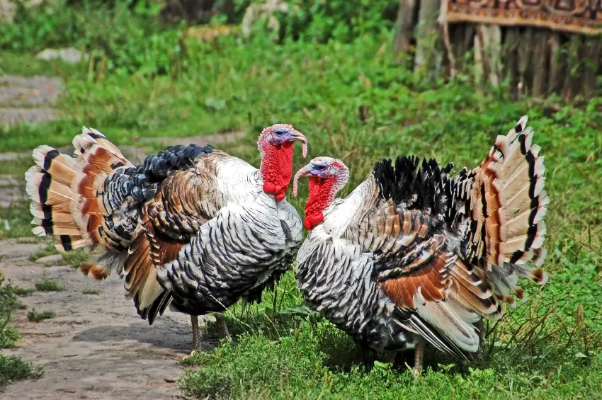 Feeding turkeys at home 