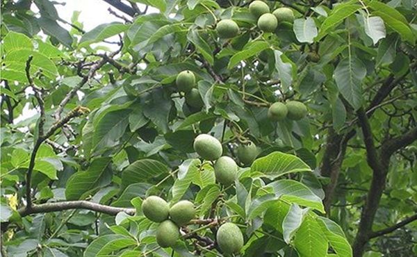 Feeding walnuts in autumn