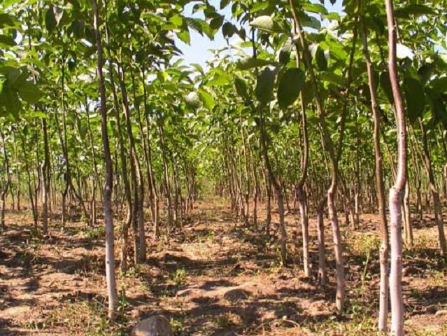 Feeding walnuts in autumn