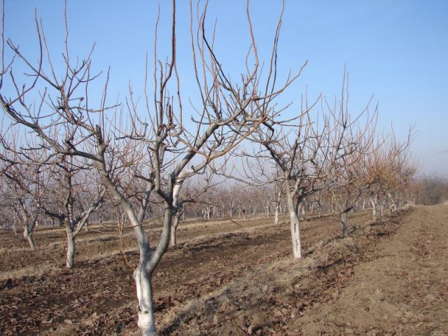 Feeding walnuts in autumn