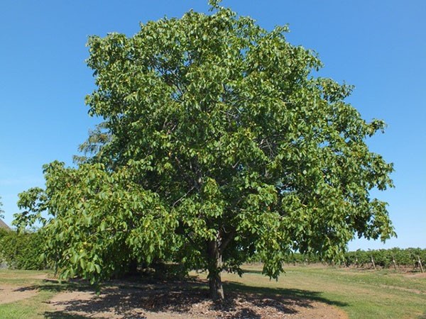 Feeding walnuts in autumn