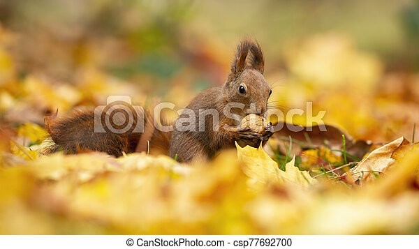 Feeding walnuts in autumn