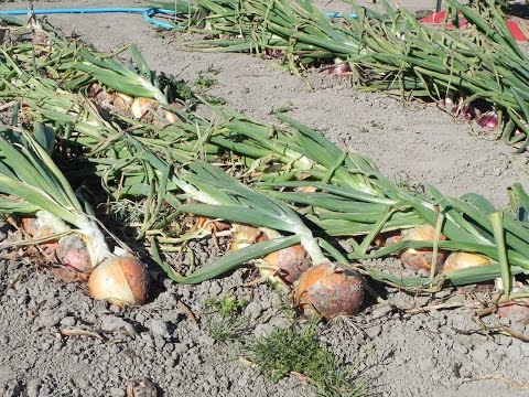 Feeding winter onions in spring