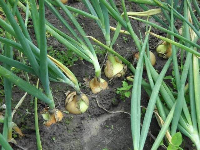 Feeding winter onions in spring