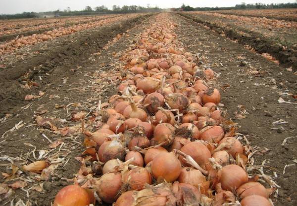 Feeding winter onions in spring