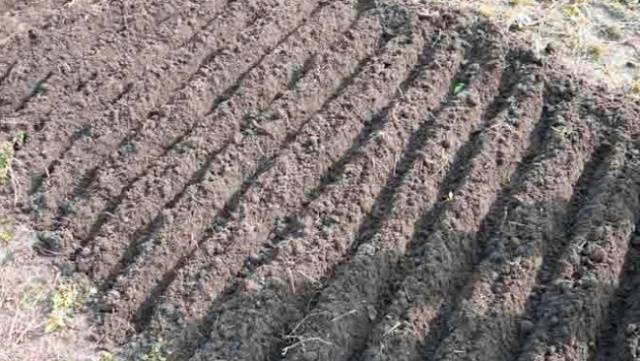 Feeding winter onions in spring