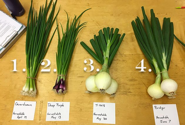 Feeding winter onions in spring