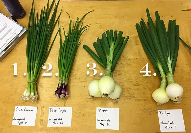 Feeding winter onions in spring