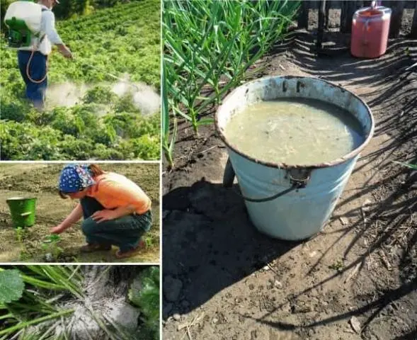 Feeding with chicken manure