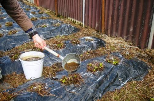 Feeding with chicken manure