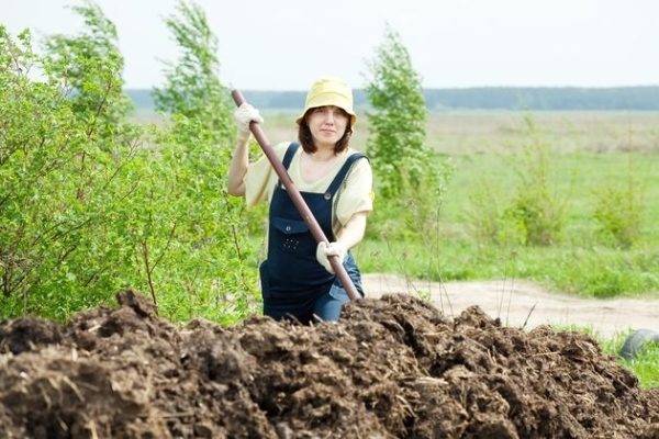 Feeding with chicken manure