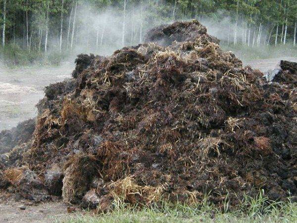 Feeding with chicken manure